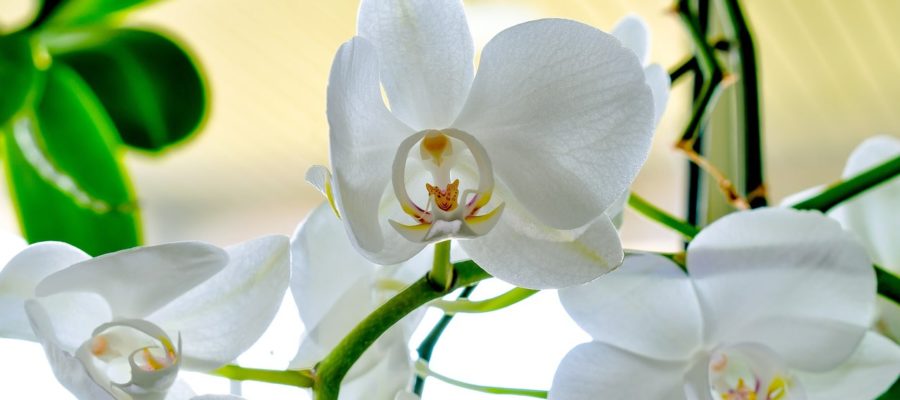 Colorea tu jardín con orquídeas