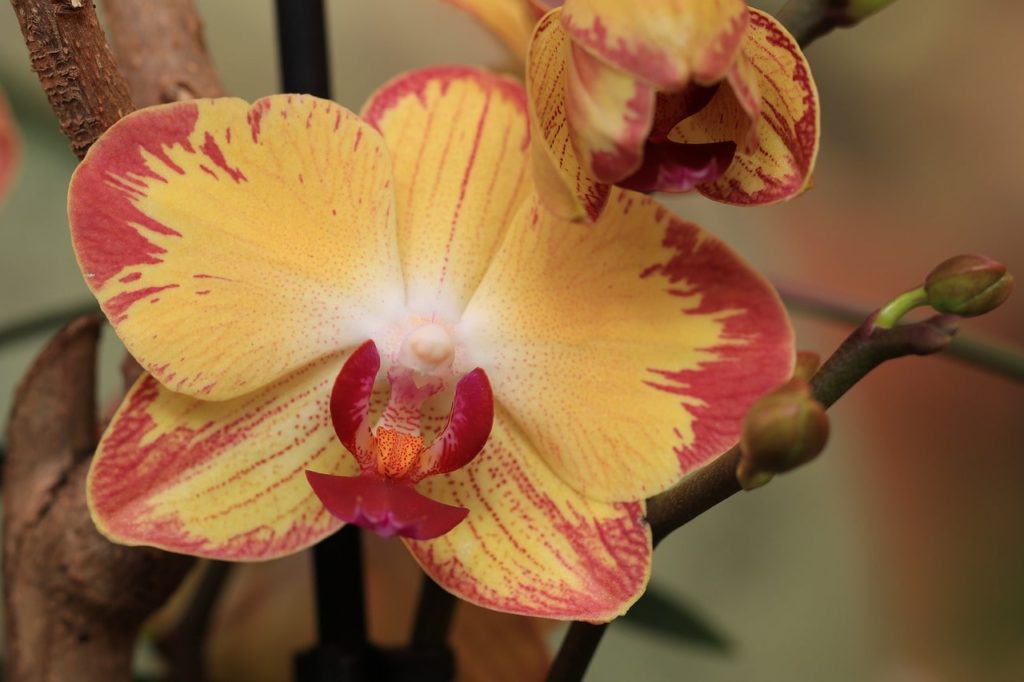 Cuando cortar plantas de orquídeas: aprende a podar una orquídea