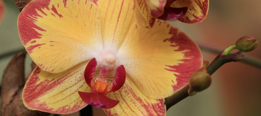Cuando cortar plantas de orquídeas: aprende a podar una orquídea