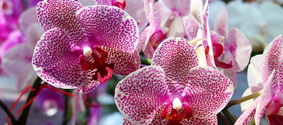 Cómo cuidar una orquídea en interiores