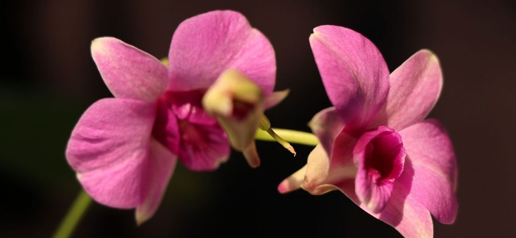 orquídeas Dendrobium