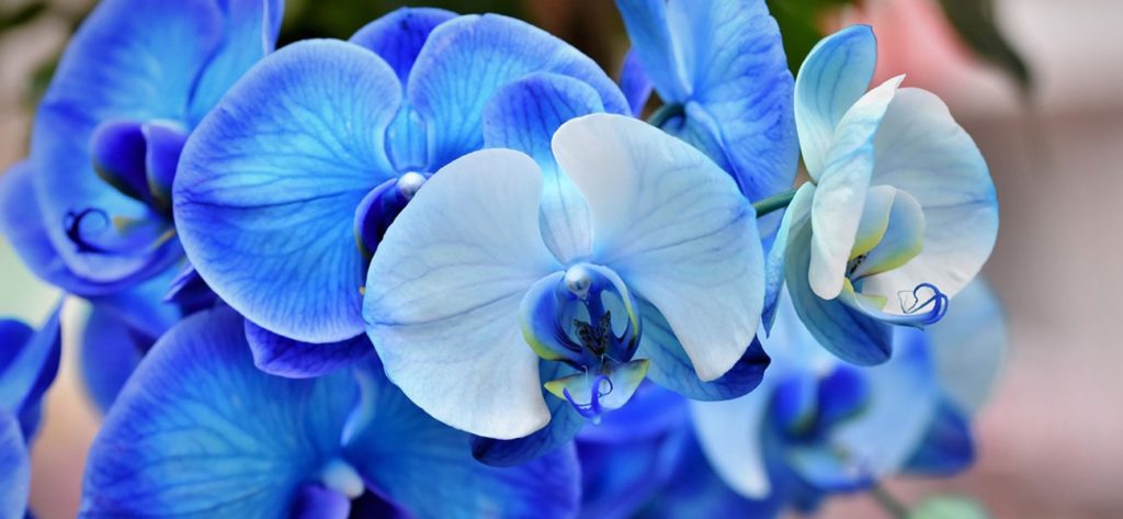 phalaenopsis orquidea azul