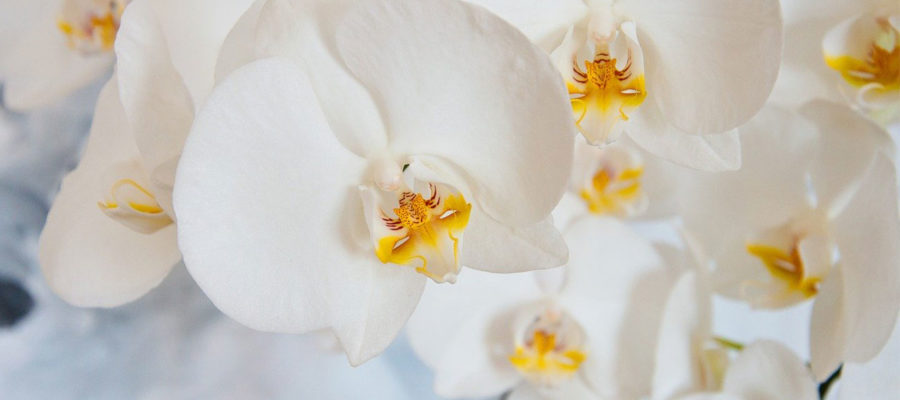 phalaenopsis orquidea