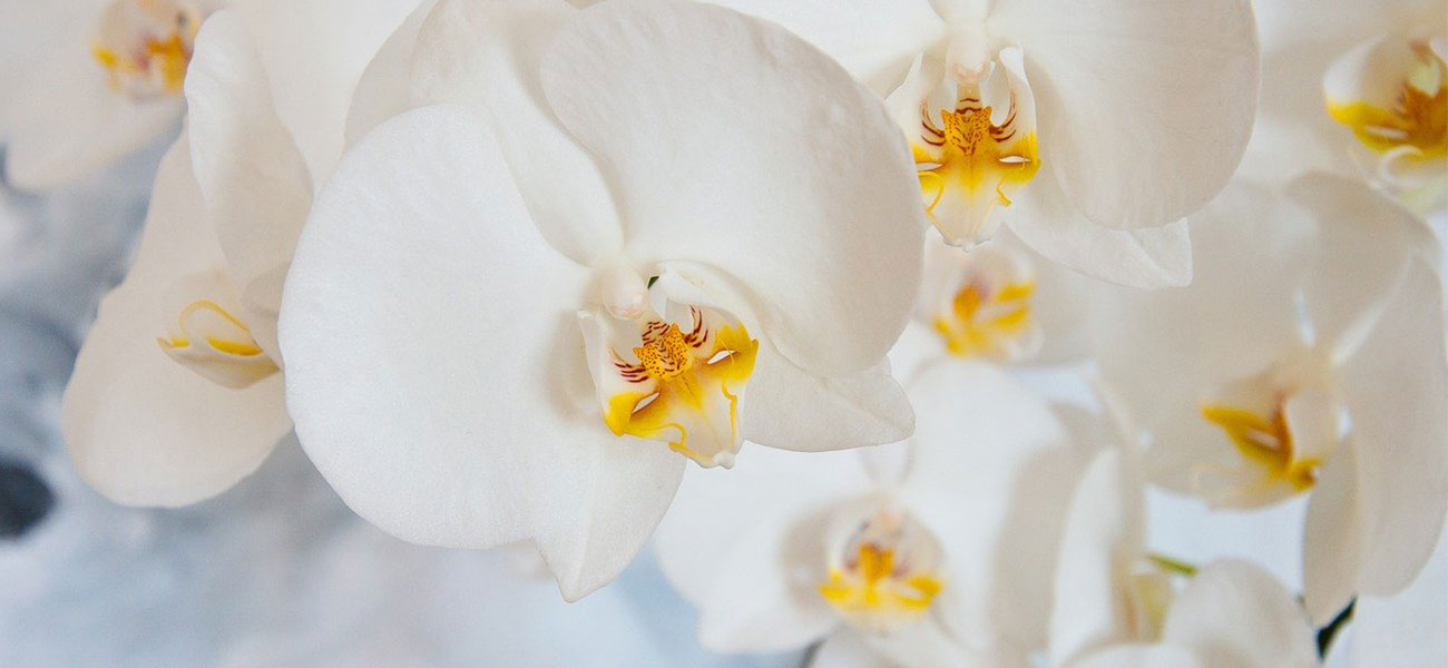 ▷▷Phalaenopsis Orquidea: Información y Cuidados | Flores bonitas