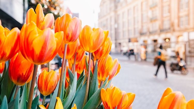 ¿Por qué hay tulipanes en los Países Bajos?