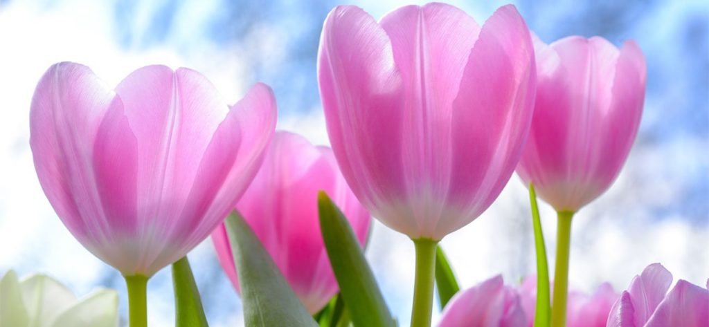 ▷▷Tulipan: Tipos y Cuidados de los tulipanes 