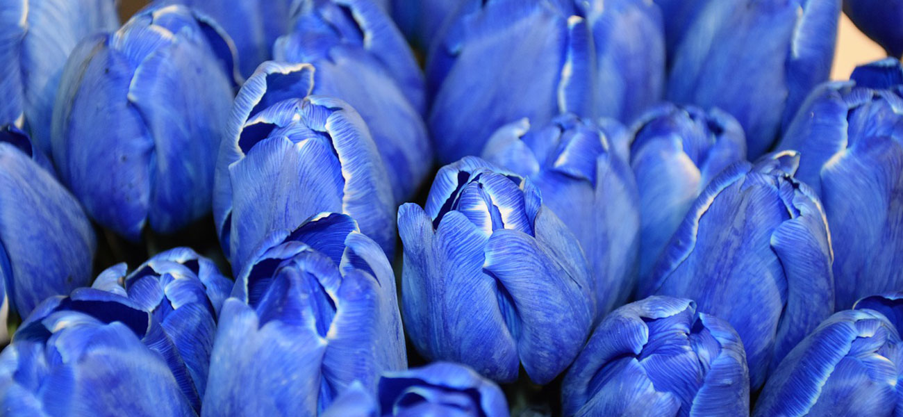 Flores Azules