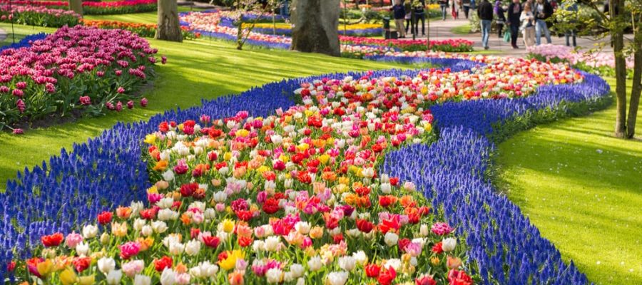 Tour virtual por los jardines de tulipanes de los Países Bajos