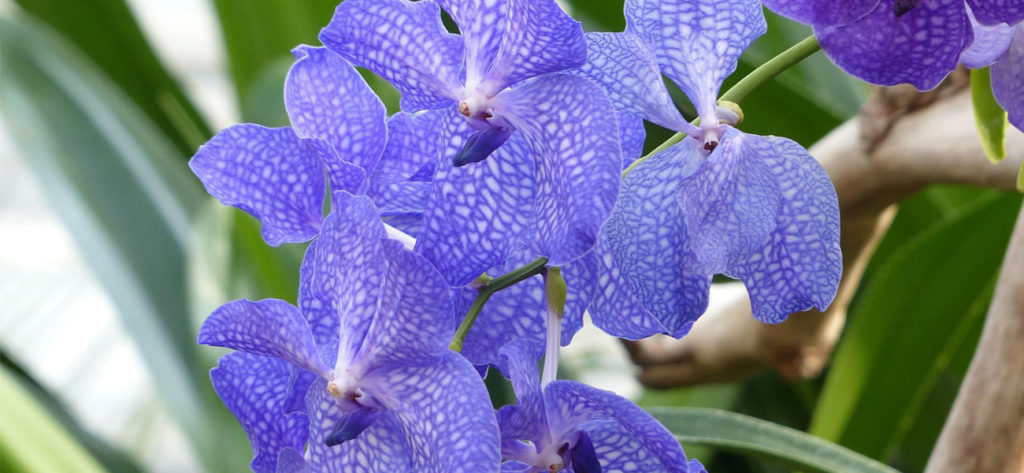 Vanda Orquídea
