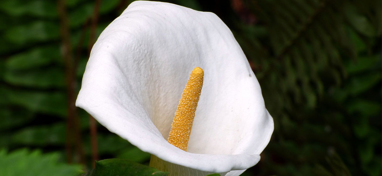Las mejores【Flores Blancas】del mundo | Floresbonitas