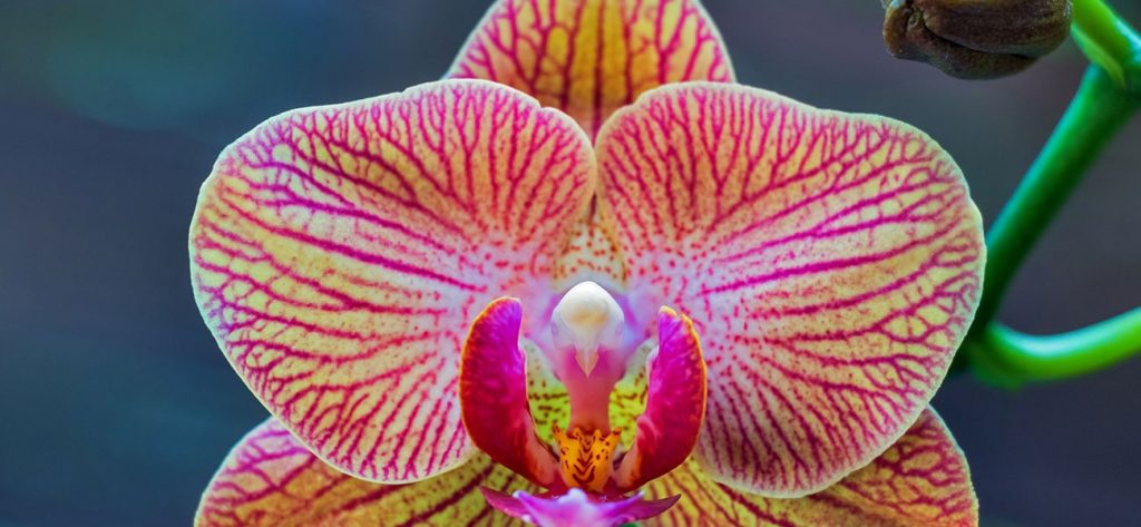 Trasplante de orquídeas Phalaenopsis paso a paso