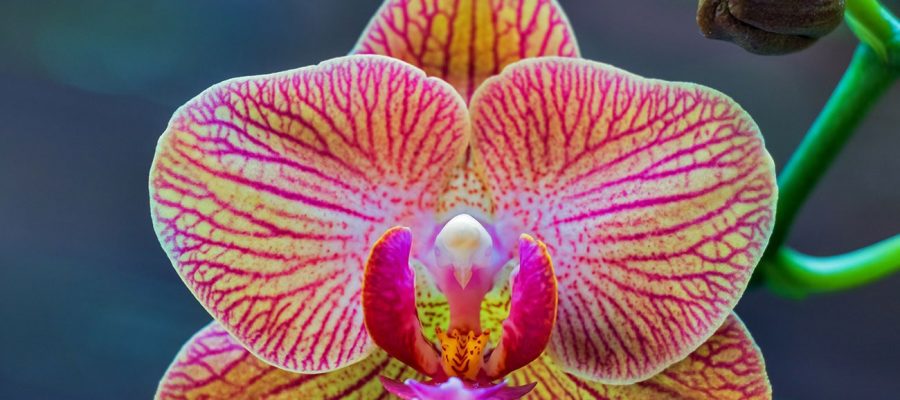 Trasplante de orquídeas Phalaenopsis paso a paso