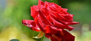 Las mejores【Flores Rojas】del mundo | Floresbonitas