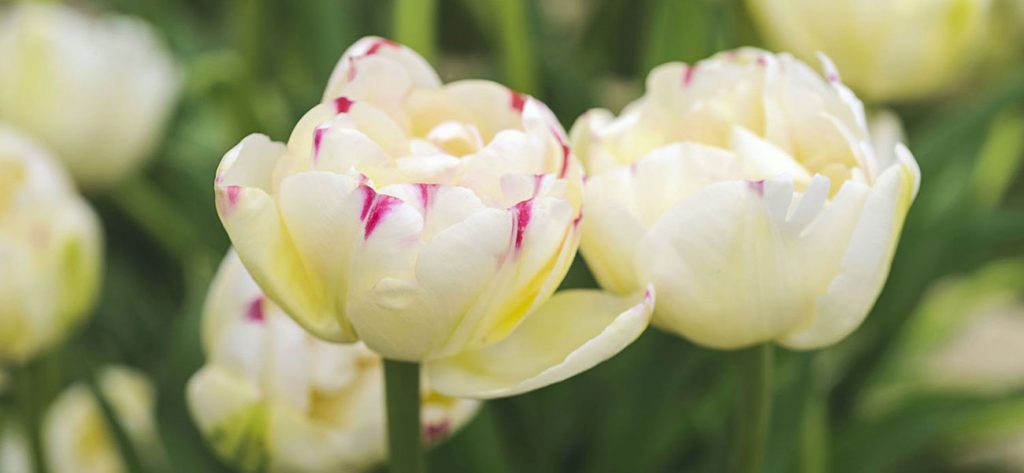 Tulipanes Amarillos