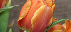 Tulipanes Naranjas