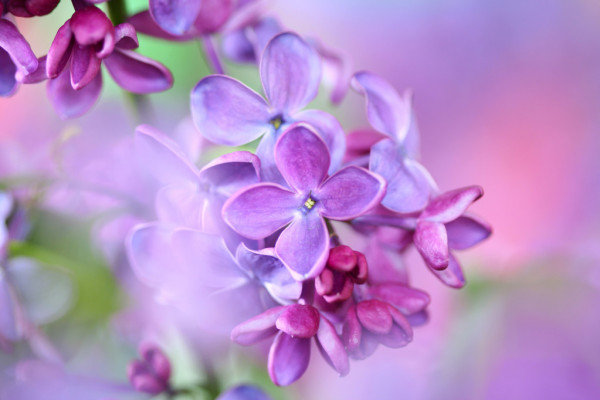 Las Flores Lilas【más bonitas del mundo】 | Floresbonitas