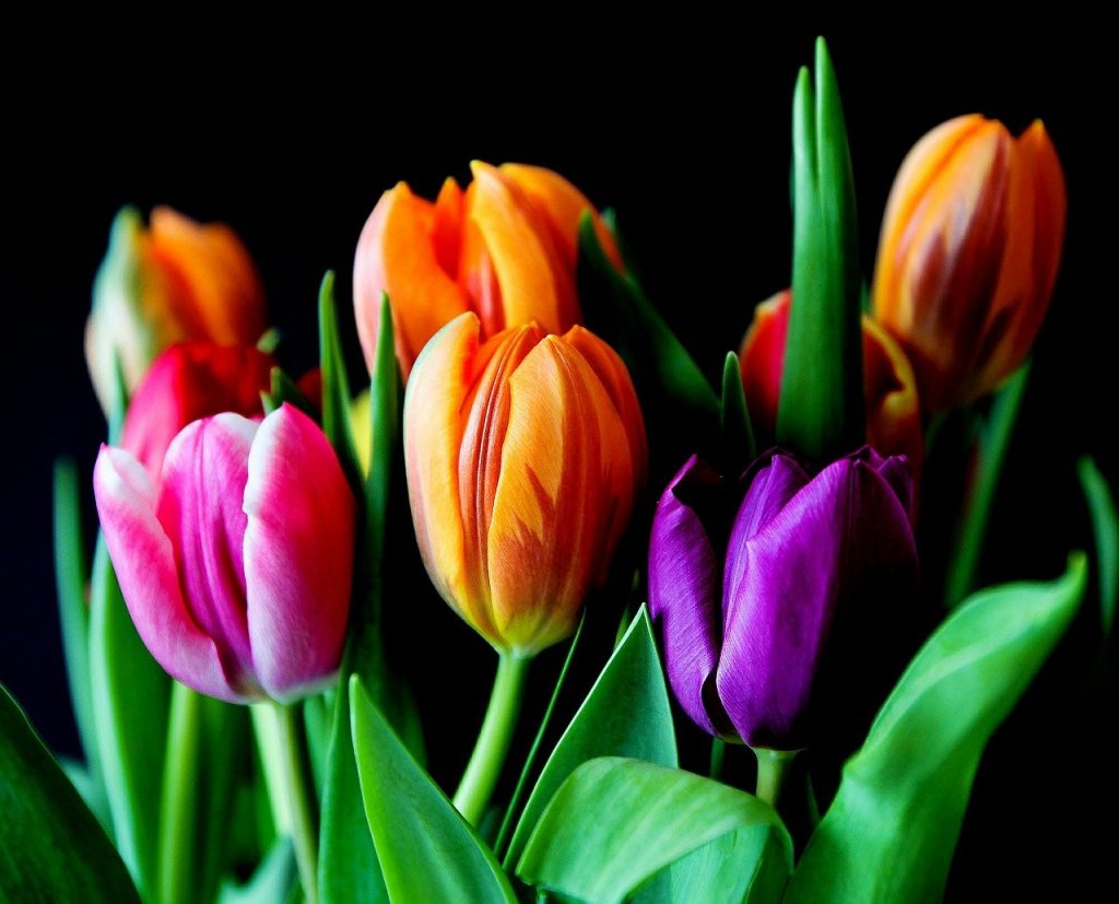 ¿Qué significan los colores de los tulipanes?