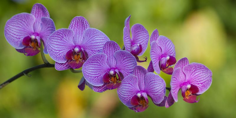 Origen de la orquídea