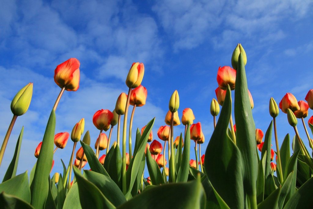 ¿De donde son originarios los tulipanes?