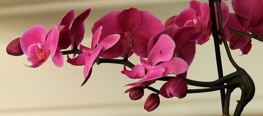 Por qué se caen las flores de las orquídeas