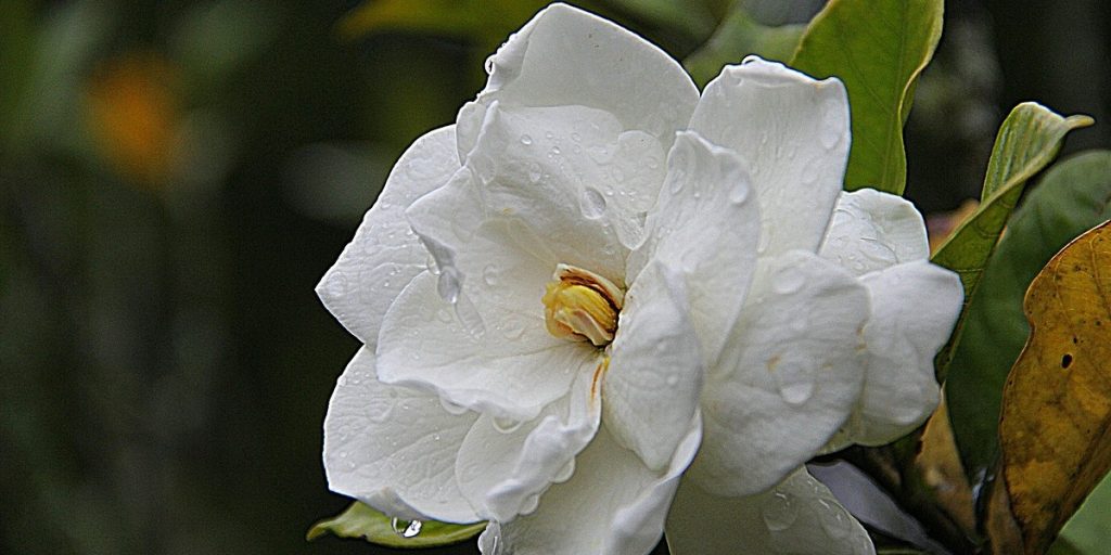 ▷▷Gardenia: Tipos, cuidados de gardenias| Floresbonitas