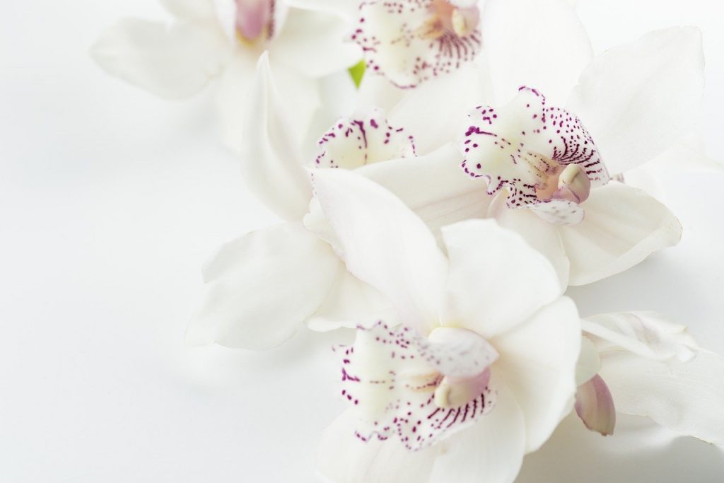 Significado de las Orquídeas Segun su Color