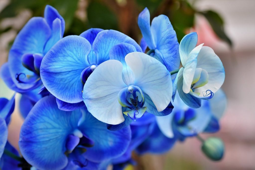 Significado de las Orquídeas Segun su Color
