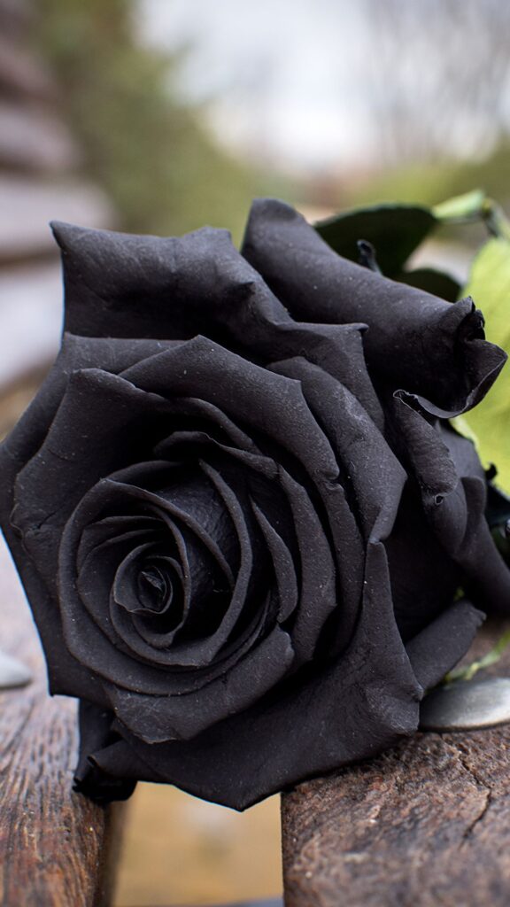 La rosa negra: significado de una flor muy misteriosa - Floristería Morris