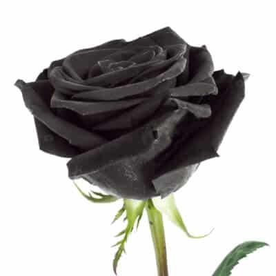 ???? Significado de las Rosas Negras | Flores Bonitas
