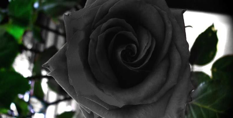 Significado de las rosas negras