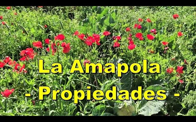 Descubre los Beneficios de la Amapola como Plantas Medicinales: ¡Mejora tu Salud Hoy!