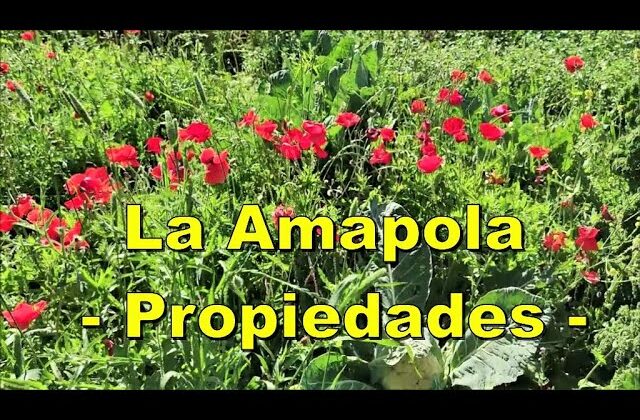 Descubre los Beneficios de la Amapola como Plantas Medicinales: ¡Mejora tu Salud Hoy!