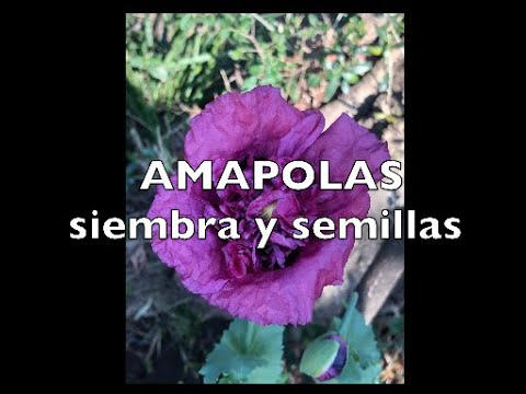 Consejos útiles para plantar amapolas: ¿Cuándo es el mejor momento para hacerlo?