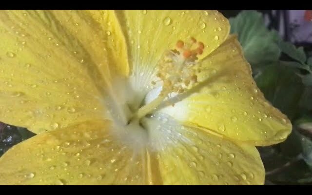 Cómo cultivar y cuidar Flores Amapolas Amarillas: Guía Completa