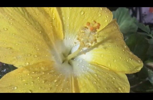 Cómo cultivar y cuidar Flores Amapolas Amarillas: Guía Completa