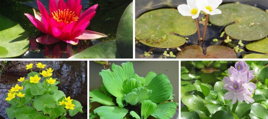 Cómo cultivar y cuidar la hermosa Planta Acuática de Hojas y Flores Grandes