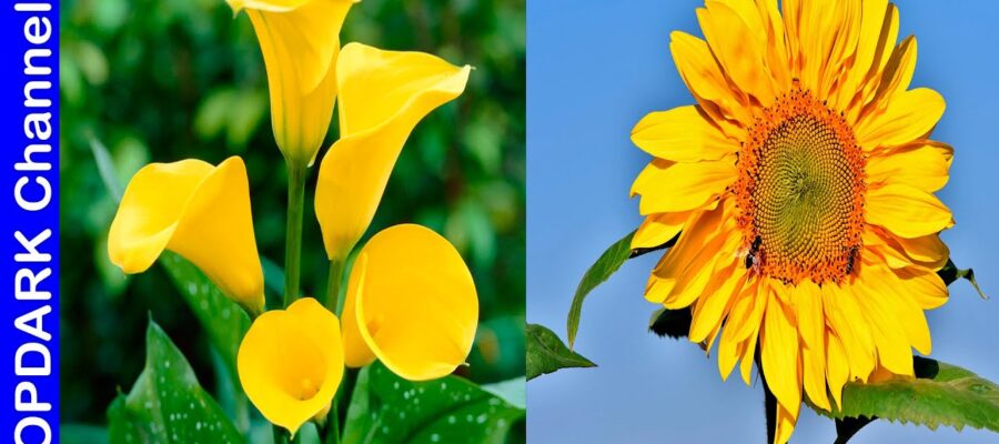 Cuidar la Planta con Flores Amarillas Grandes: Todo lo que Necesitas Saber