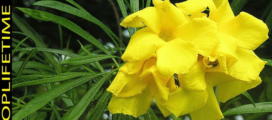 Cómo cultivar una planta de hojas grandes y flores amarillas: guía para principiantes
