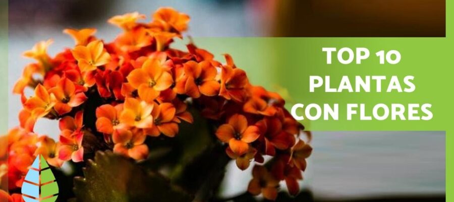 Cómo elegir las mejores Plantas de Interior Grandes con Flores para tu Hogar