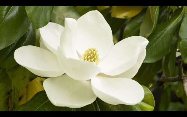 Cómo Cuidar Arboles con Flores Grandes Blancas: Una Guía Paso a Paso
