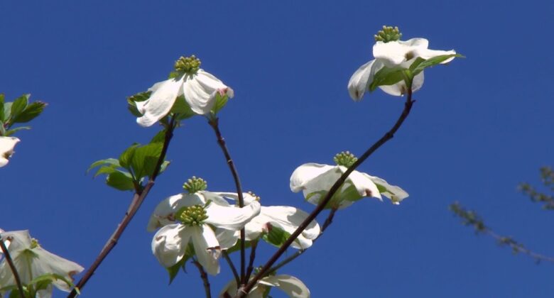 Cómo elegir el arbusto perfecto para su jardín: flores blancas grandes para decorar