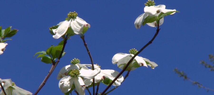 Cómo elegir el arbusto perfecto para su jardín: flores blancas grandes para decorar