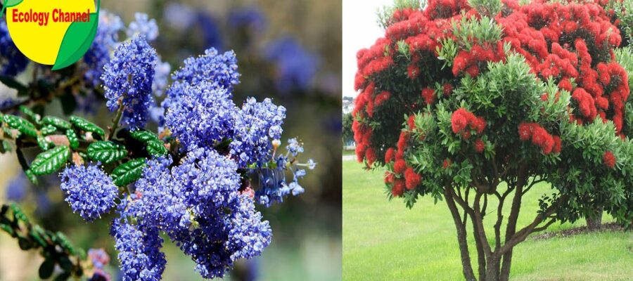 Consejos para cultivar el Arbusto con Grandes Flores Moradas y Azules