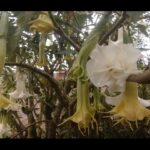 Cómo Cultivar Arbustos con Flores Grandes en Forma de Trompeta – Guía Definitiva