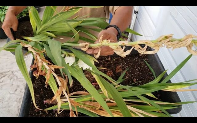 Cómo Saber Cuántas Veces Florecen Los Gladiolos: Guía Paso a Paso
