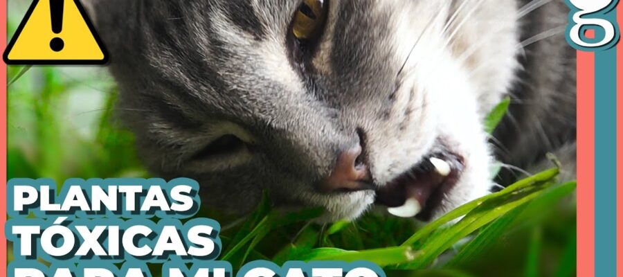 Cuidando a tu Gerbera: Consejos para los Dueños de Gatos