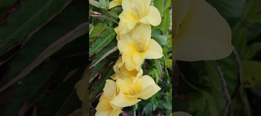 Cómo Plantar Gladiolos Amarillos: Guía Paso a Paso para Obtener los Mejores Resultados