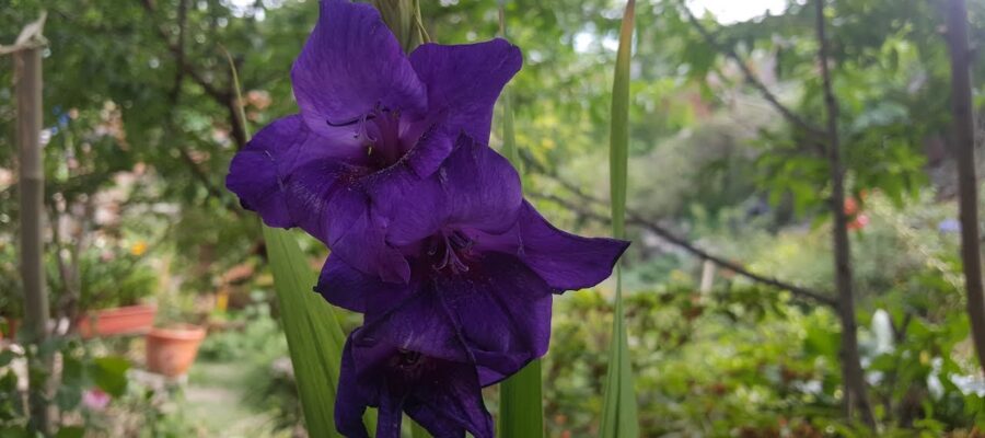 Cómo cultivar y cuidar los gladiolos morados - Una guía para obtener la mejor floración