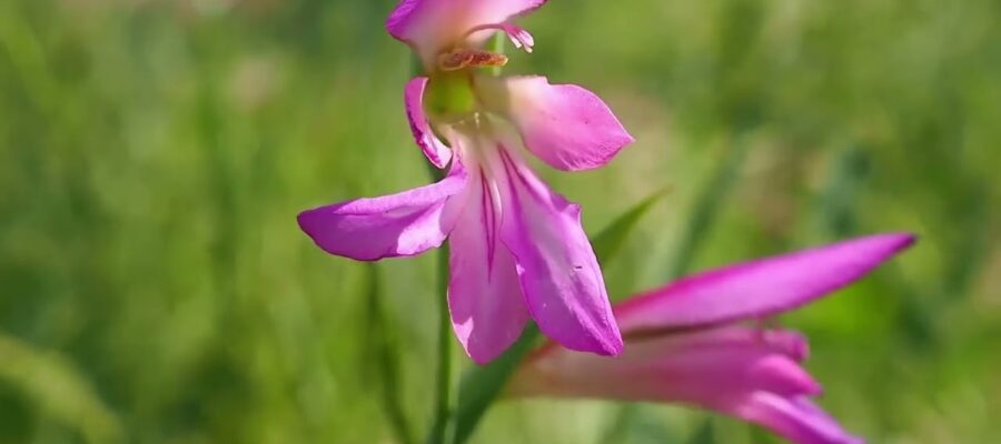 Cómo cultivar Gladiolus italicus: los mejores consejos para tener éxito