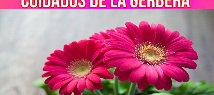 Consejos para el cuidado de mini gerberas: cómo conseguir flores hermosas y duraderas